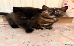 Maine Coon cats for sale: Part Maine Coon READY 8th December  - Advert 1