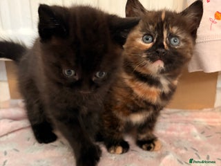 Maine Coon cats Part Maine Coon READY 8th December - Advert 1