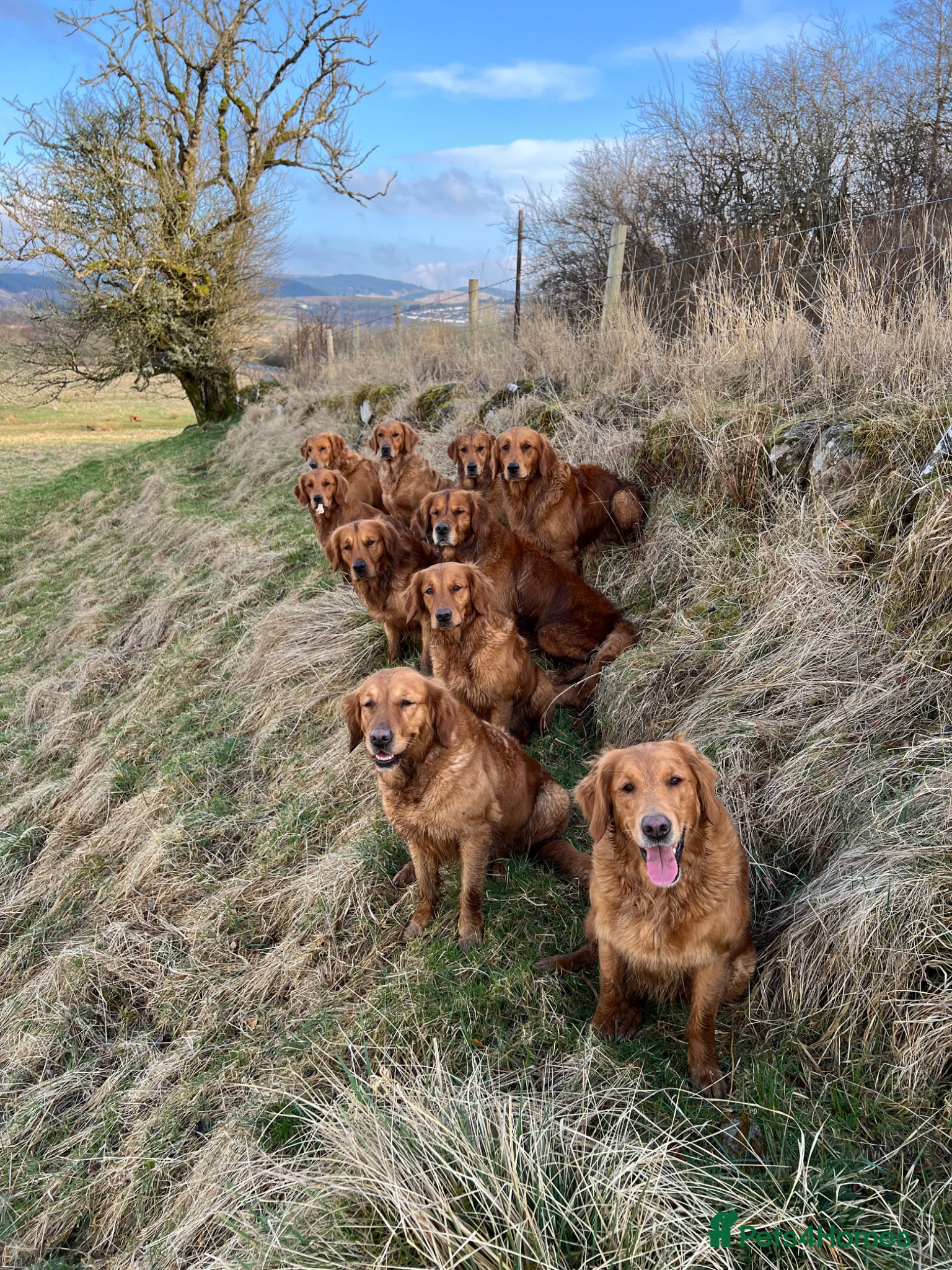 Golden Retriever dogs for sale: Tundra Retriever KC Fox Red Golden Retriever Pups - Advert 8