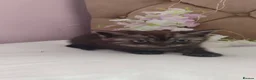 Scottish Fold cats for sale: REDUCED ❤️❤️Tabby cat😘Luxury Scottish❤️❤️❤️❤️❤️❤️ - Advert 15