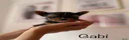 Yorkshire Terrier dogs for sale: Beautiful small Yorkshire Terrier Pedigree  - Advert 19