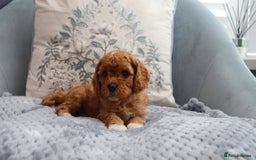 Cavapoochon dogs for sale: Beautiful Cavapoochons looking for forever homes - Image 14