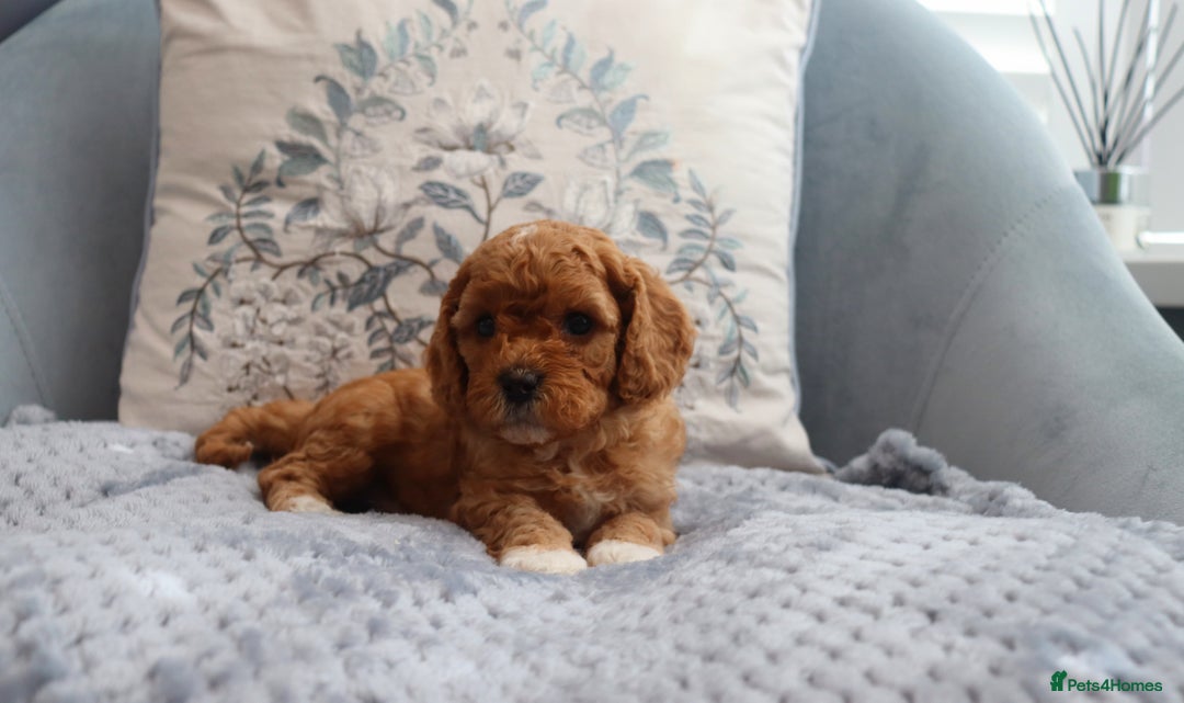 Cavapoochon dogs for sale: Beautiful Cavapoochons looking for forever homes - Image 14