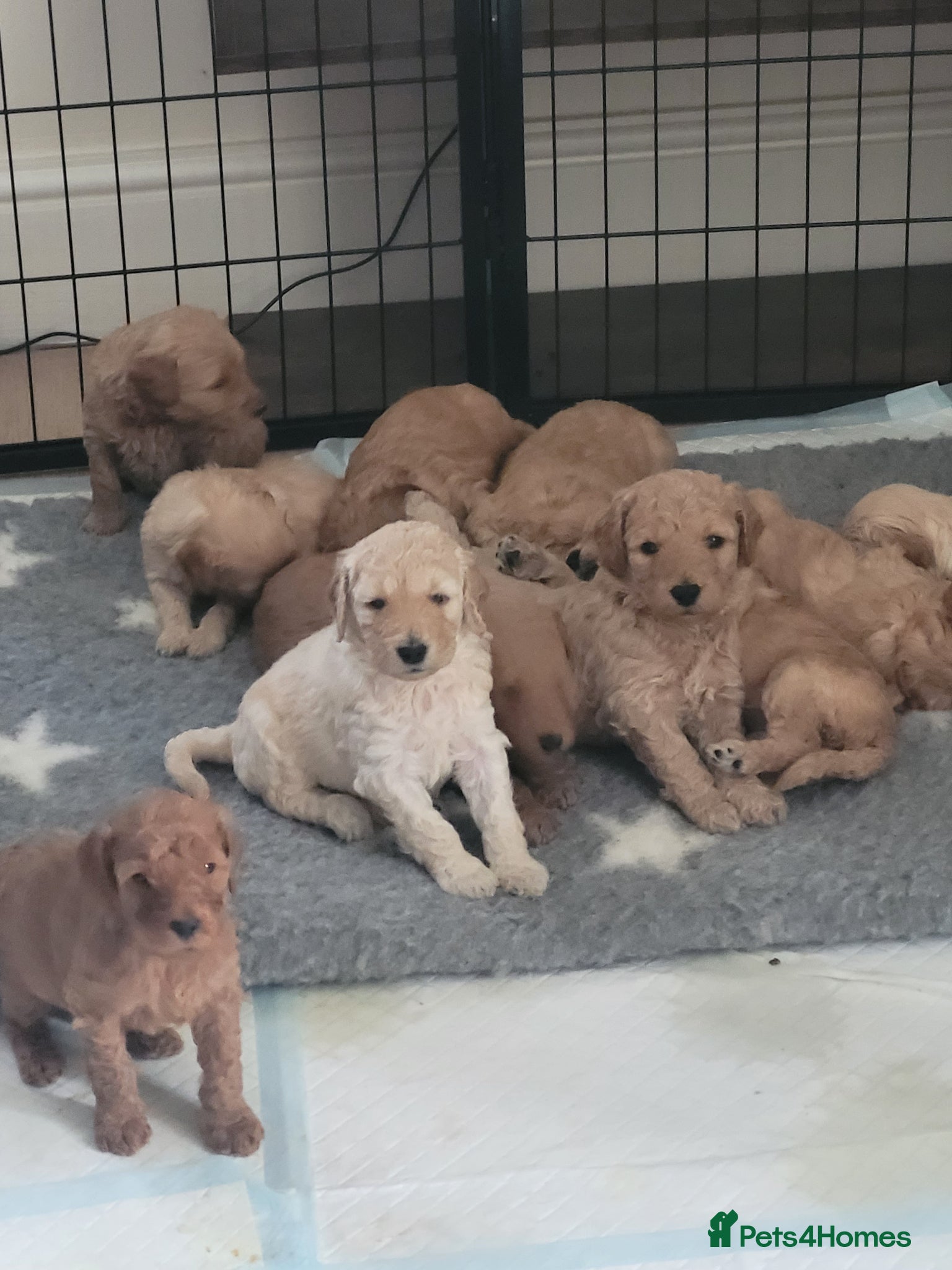 Goldendoodle dogs Miniature Goldendoodle Puppies - Advert 3