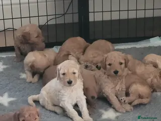 Goldendoodle dogs Miniature Goldendoodle Puppies - Advert 3