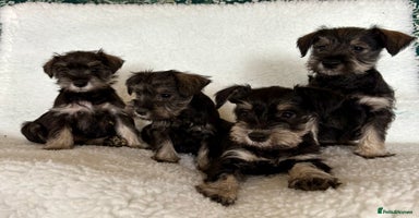 Miniature Schnauzer dogs - Advert 1