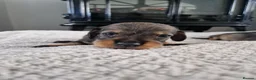 Dachshund dogs for sale: Wirehaired daschunds pups (teckle) - Advert 11