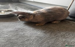 Dwarf Lop rabbits for sale: Lion miniature lop - Advert 2