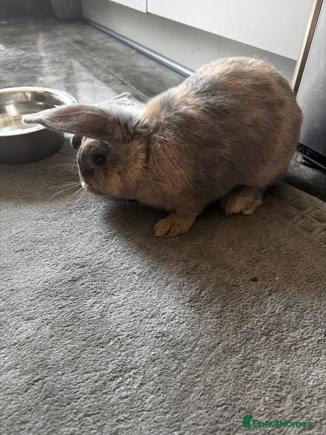 Dwarf Lop rabbits for sale: Lion miniature lop - Advert 2