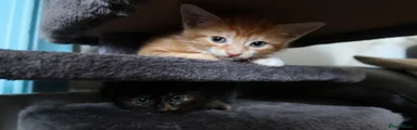 Mixed Breed 4