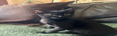 Boy 4 (Bandit)