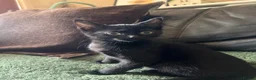Mixed Breed cats for sale: Kittens ready for their forever home!  - Advert 10