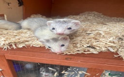 Ferret rodents for sale: Mirco kitts  in Redditch - Image 2