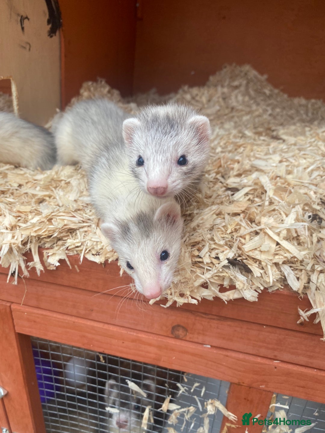 Ferret rodents for sale: Mirco kitts  in Redditch - Image 2