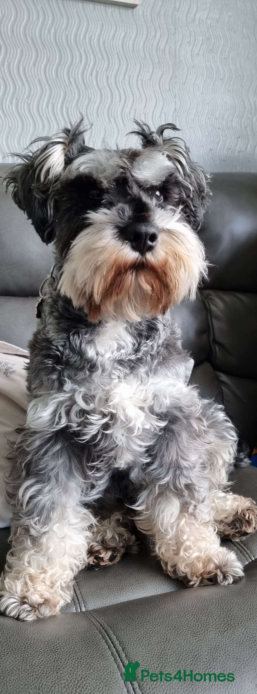 Miniature Schnauzer dogs for stud: stunning Kc registererd proven miniature schnauzer in Wolverhampton - Advert 10
