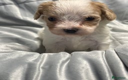 Mixed Breed dogs for sale: Beautiful Maltese / KC Cavalier Cross - Image 3