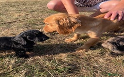 Cockapoo dogs for sale: Cockapoos  - Image 14