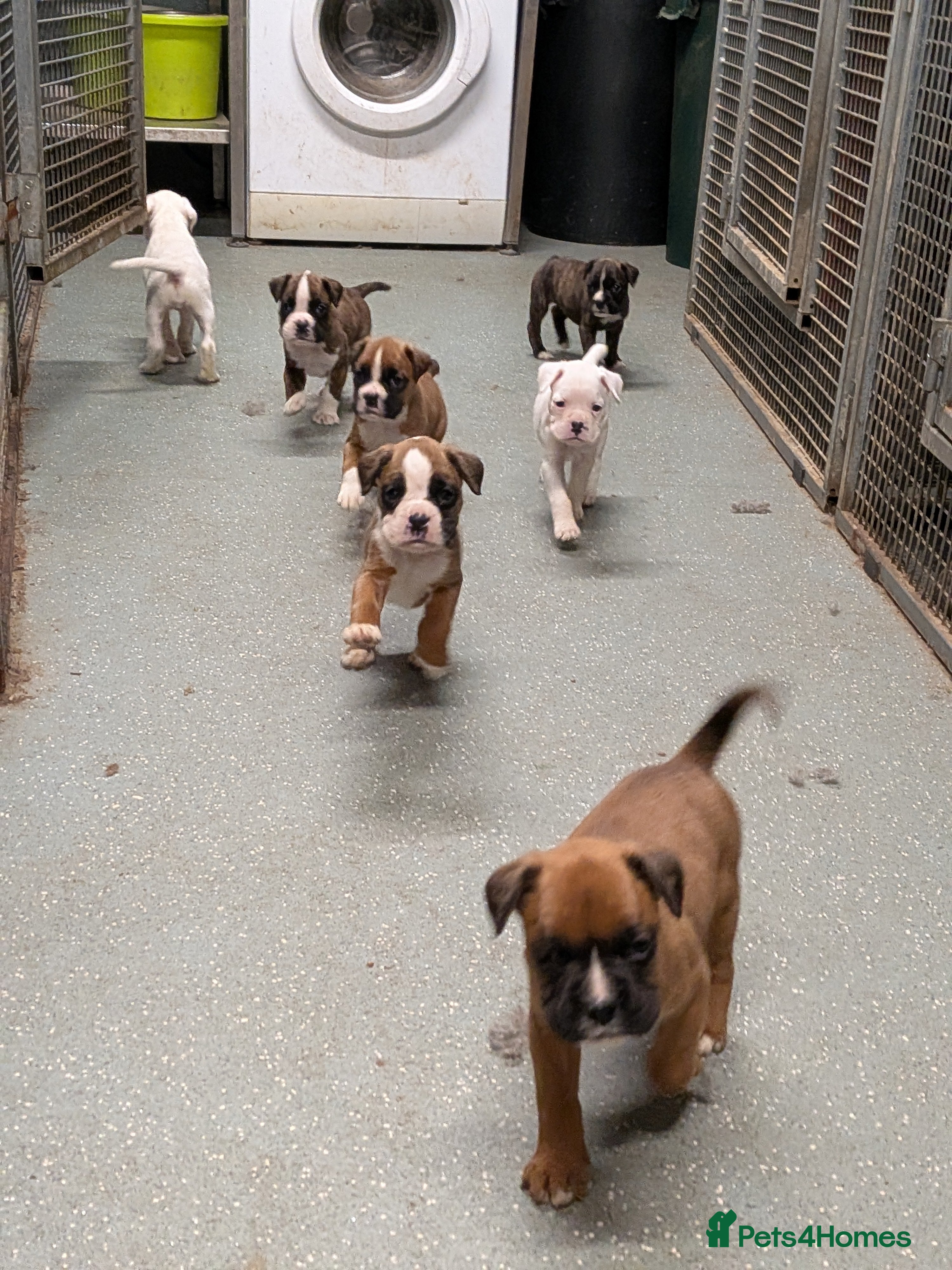 Boxer dogs KC registered tailed and bobtailed boxer puppies  - Advert 3