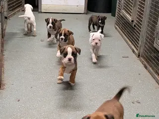 Boxer dogs KC registered tailed and bobtailed boxer puppies - Advert 3