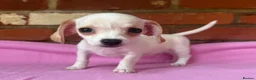 Chiweenie dogs for sale: 🌭♥️ Mexican hotdogs AKA Chiweenies ♥️ 🌭 - Advert 5