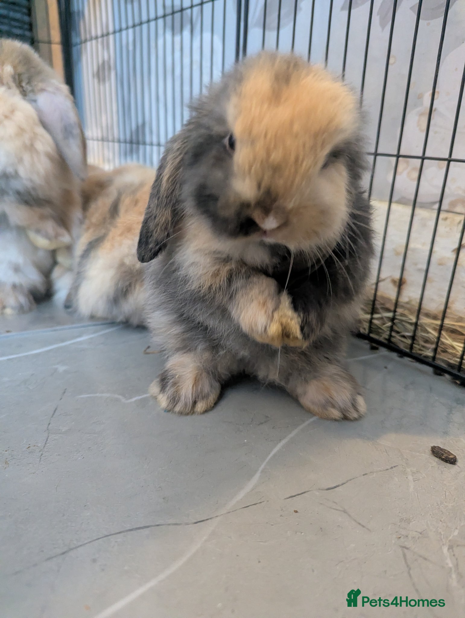 Mini Lop rabbits LAST ONE Pure bred minilops 1 LEFT - Advert 19