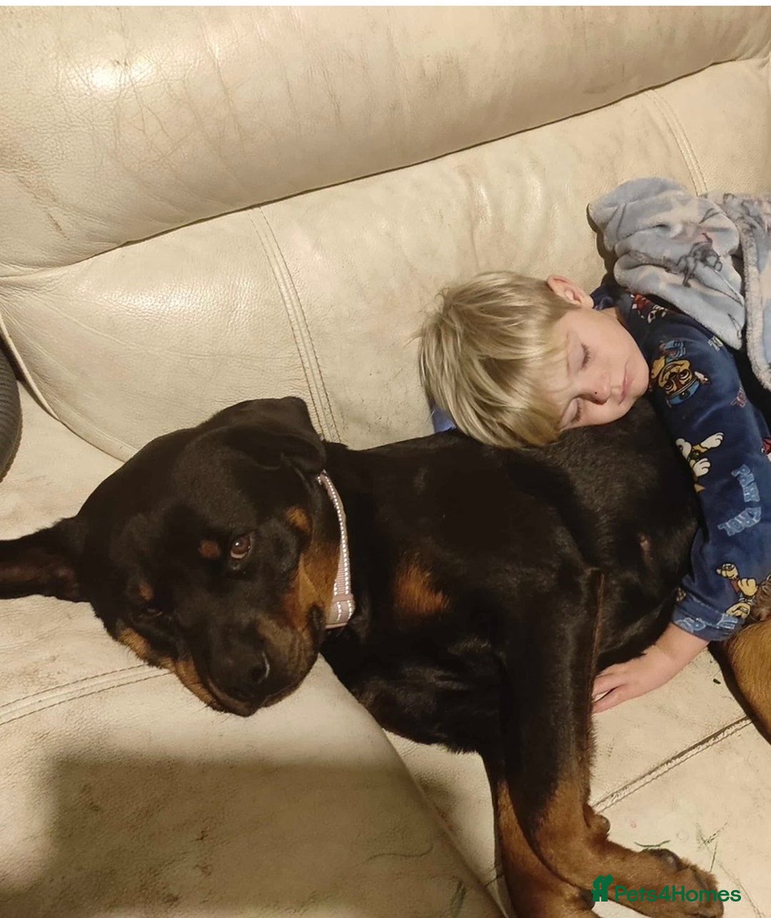 Rottweiler dogs for sale: Female Rottweiler - Advert 2