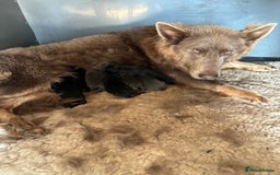 German Shepherd dogs for sale: *Top Quality, Big Chunky Pups* - Image 10