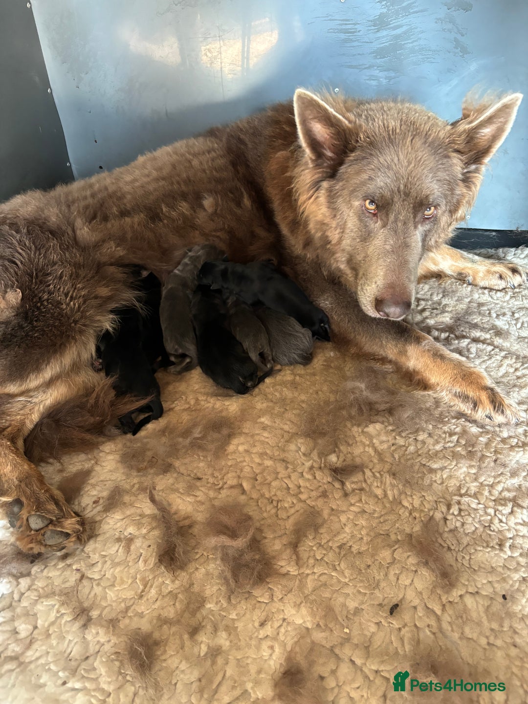 German Shepherd dogs for sale: *Top Quality, Big Chunky Pups* - Image 10