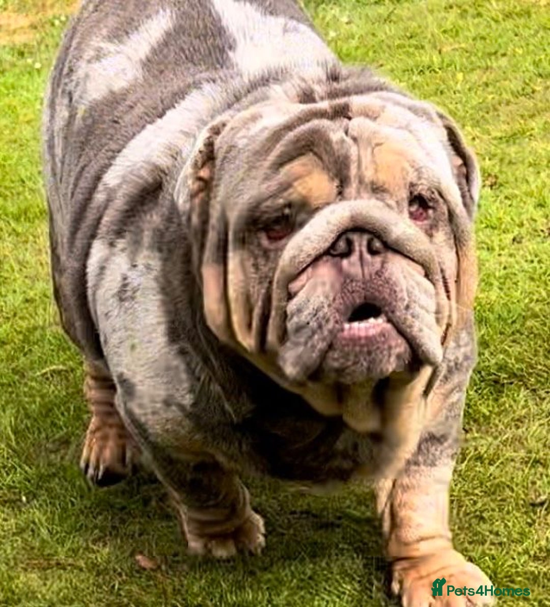 English Bulldog dogs for sale:  **  only - Advert 4