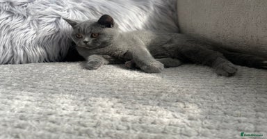 British Shorthair cats - Advert 4