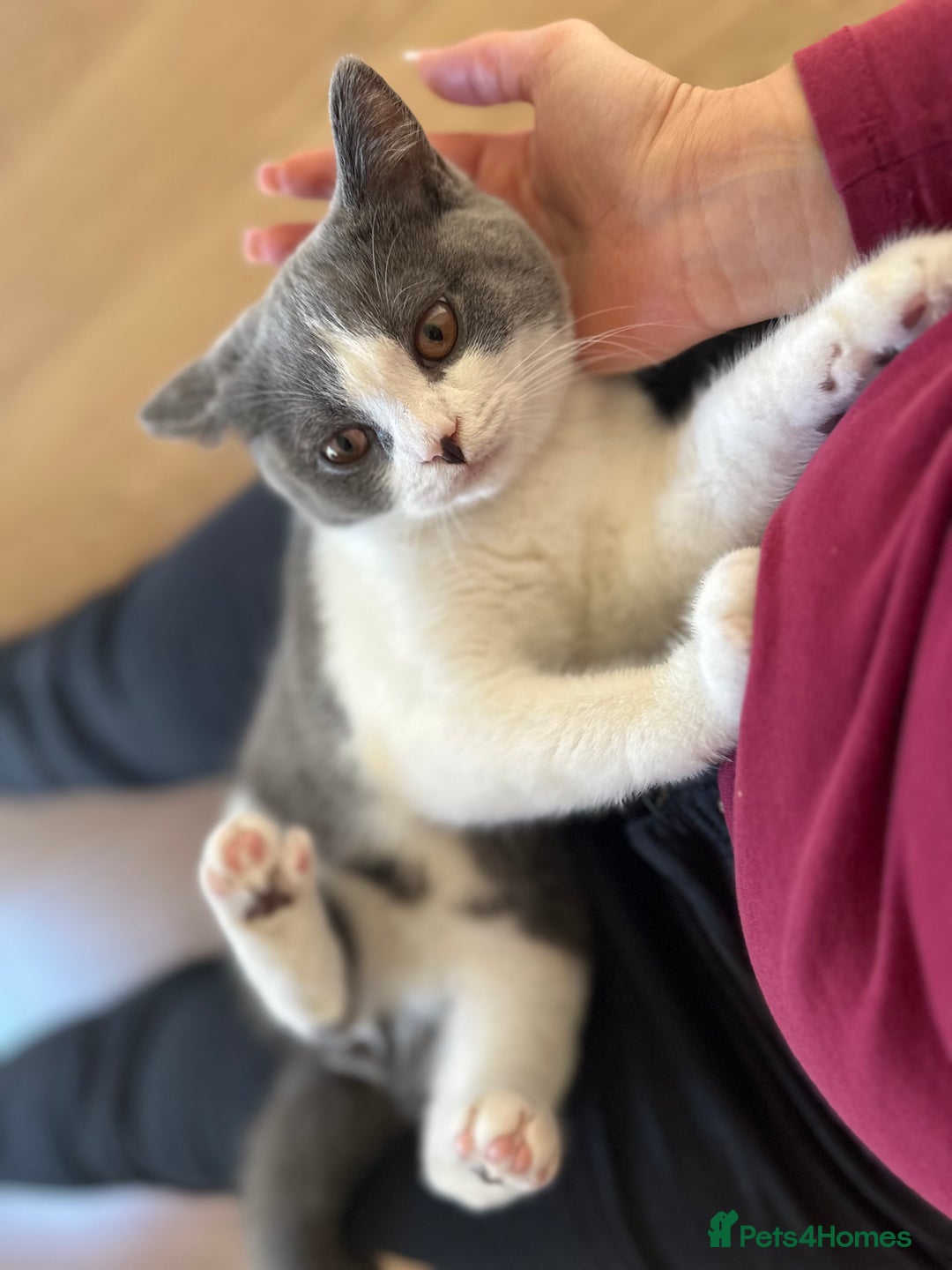 British Shorthair cats for sale: British shorthair blue and white, 4 months old  - Image 14