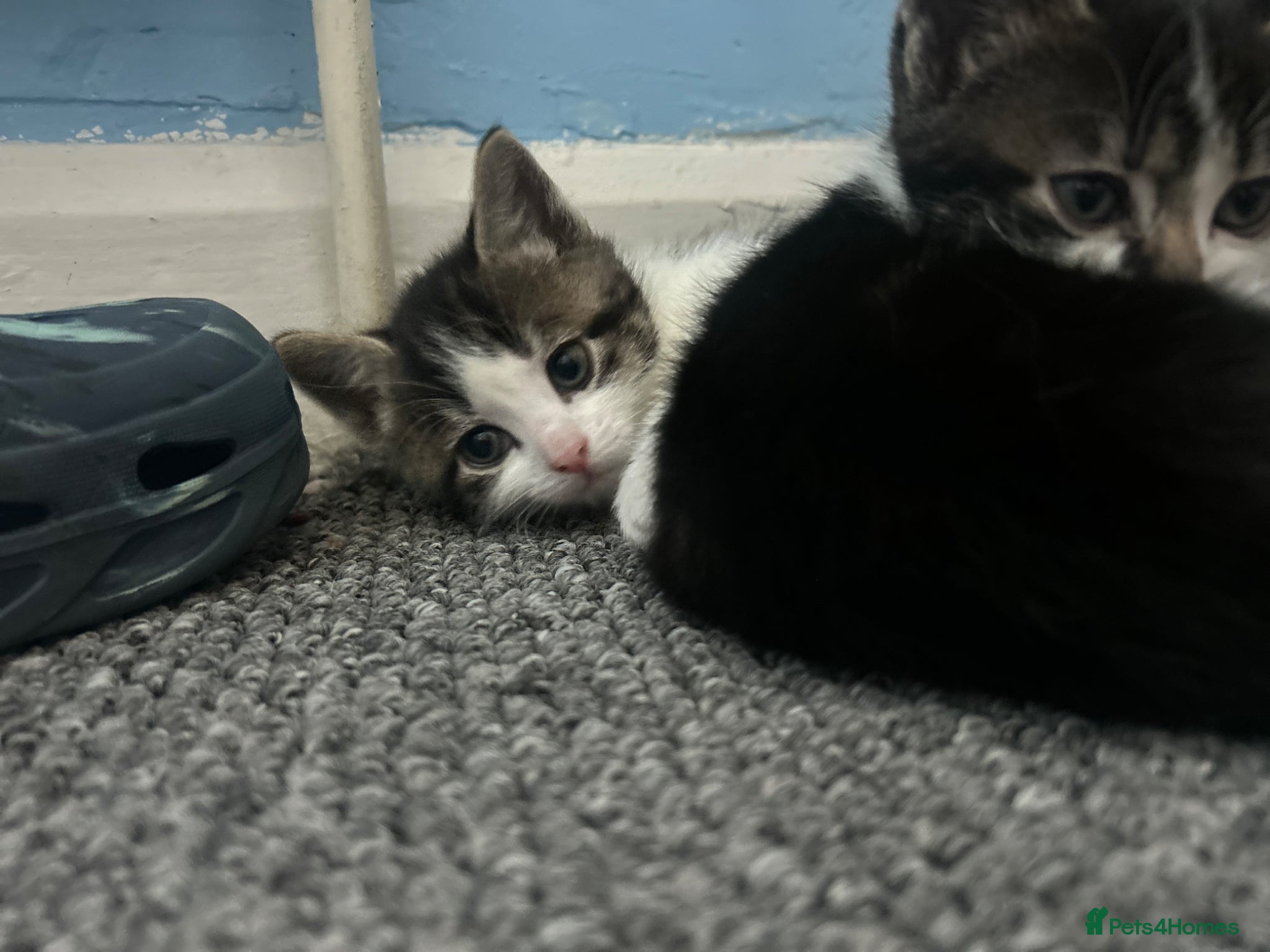 Mixed Breed cats 2 kittens, 1 boy 1 girlc - Advert 3