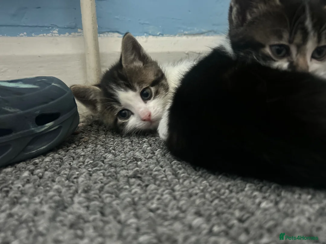 Mixed Breed cats for sale: 2 kittens, 1 boy 1 girlc in Worthing - Advert 1