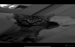 Mixed Breed cats for sale: Gorgeous Girl kitten  - Image 4