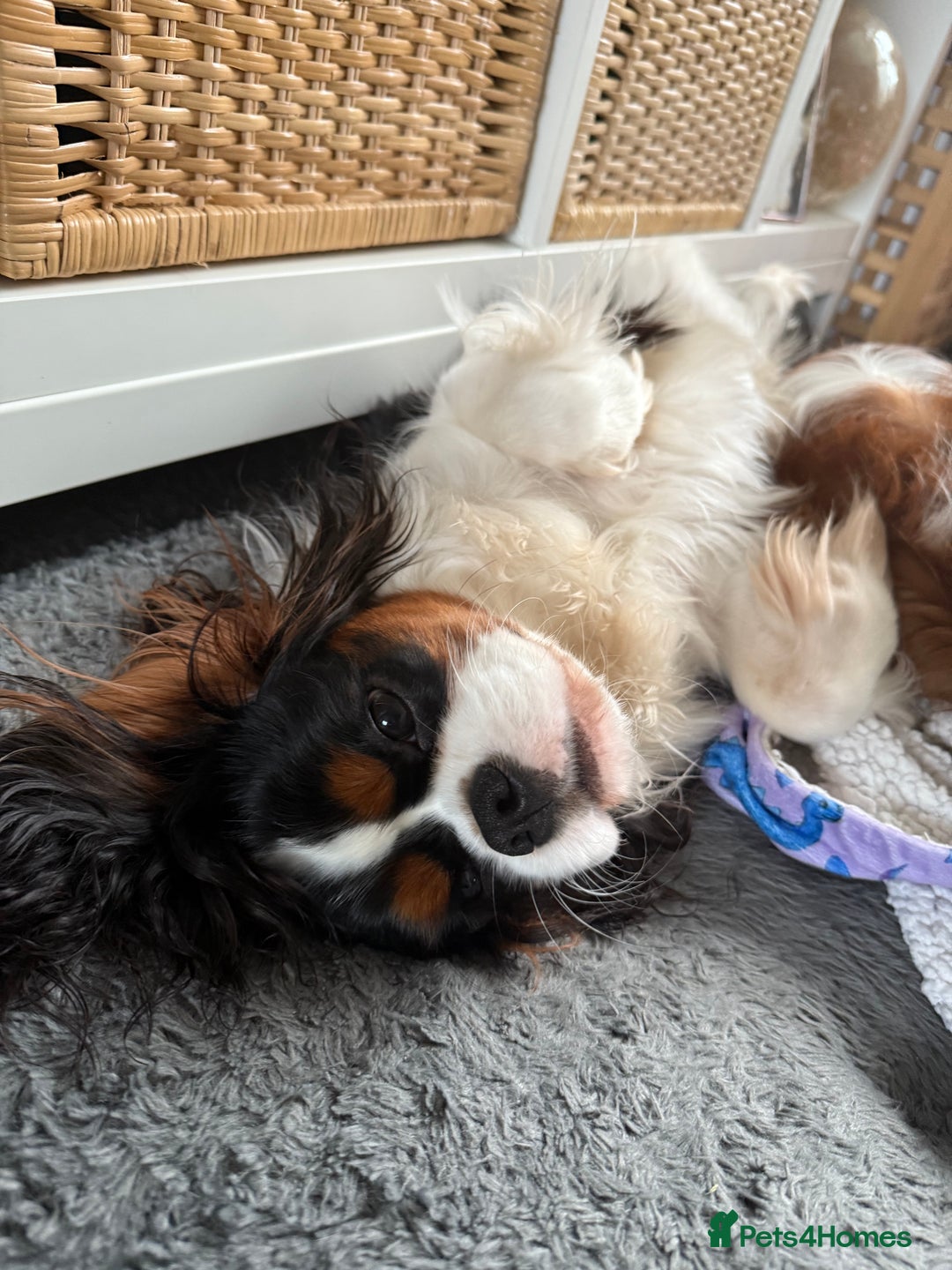 Cavalier King Charles Spaniel dogs for sale: 9 month old, trained CKCS puppy HEALTH TESTED - Advert 1