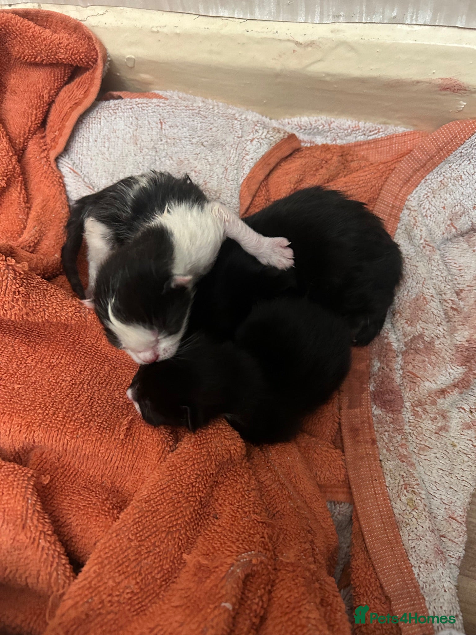 Domestic Shorthair cats Ready to be rehomed!  - Advert 1