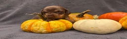 Dachshund dogs for sale: Gorgeous dacshund puppies for sale  - Advert 4