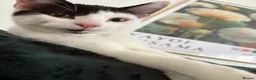 Mixed Breed cats for sale: Gary and prince - Advert 22