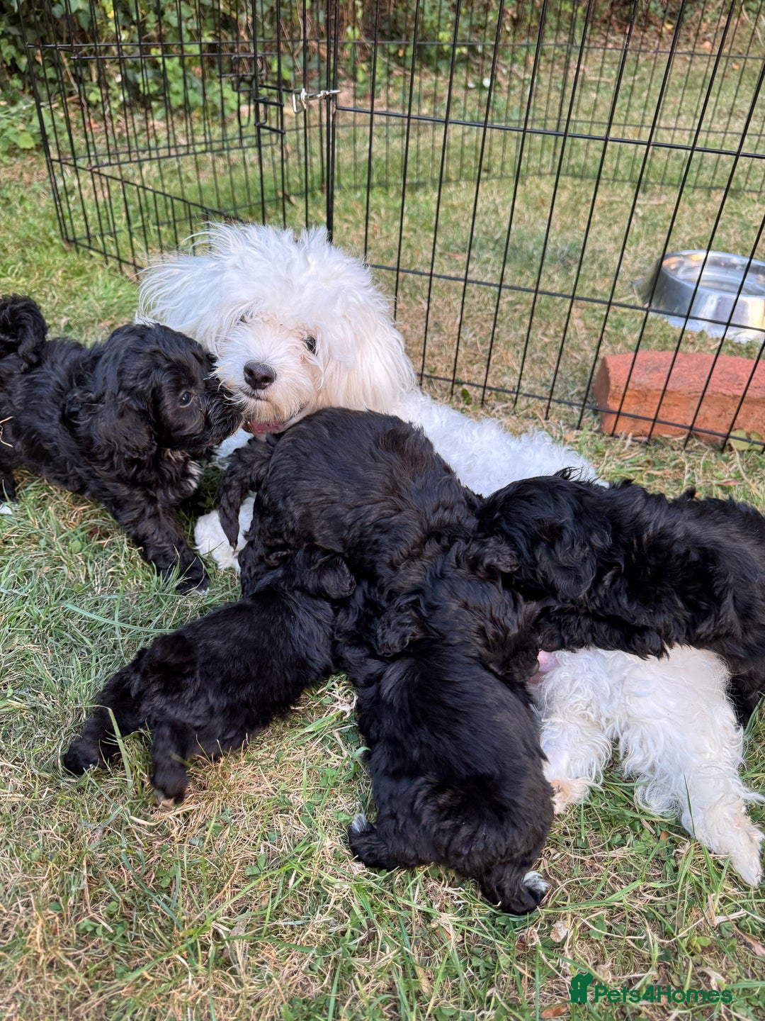 Maltipoo dogs for sale: Gorgeous tiny toy Maltipoo puppies  - Image 11