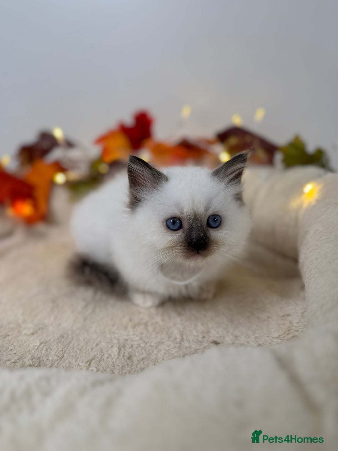Ragdoll cats for sale: Adorable Ragdoll Kittens - GCCF registered - Image 5