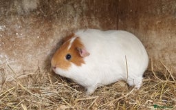 Guinea Pig rodents for sale: 5 month old female guinea pigs  - Image 3