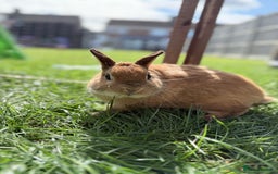 Netherland Dwarf rabbits for sale: •AVAILABLE• Pedigree Netherland Dwarf Bunny in Rushden - Image 7