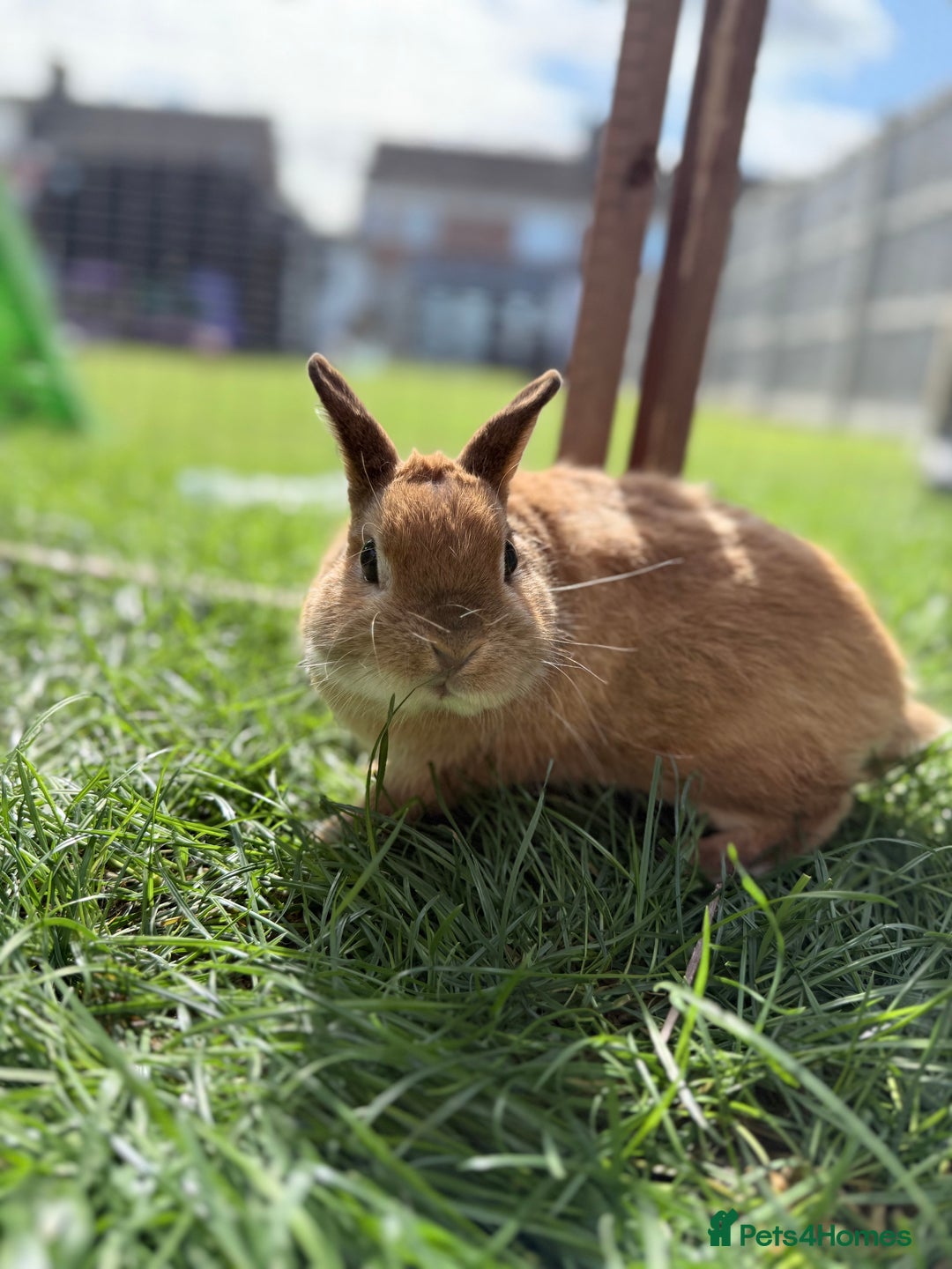 Netherland Dwarf rabbits for sale: •AVAILABLE• Pedigree Netherland Dwarf Bunny in Rushden - Image 7