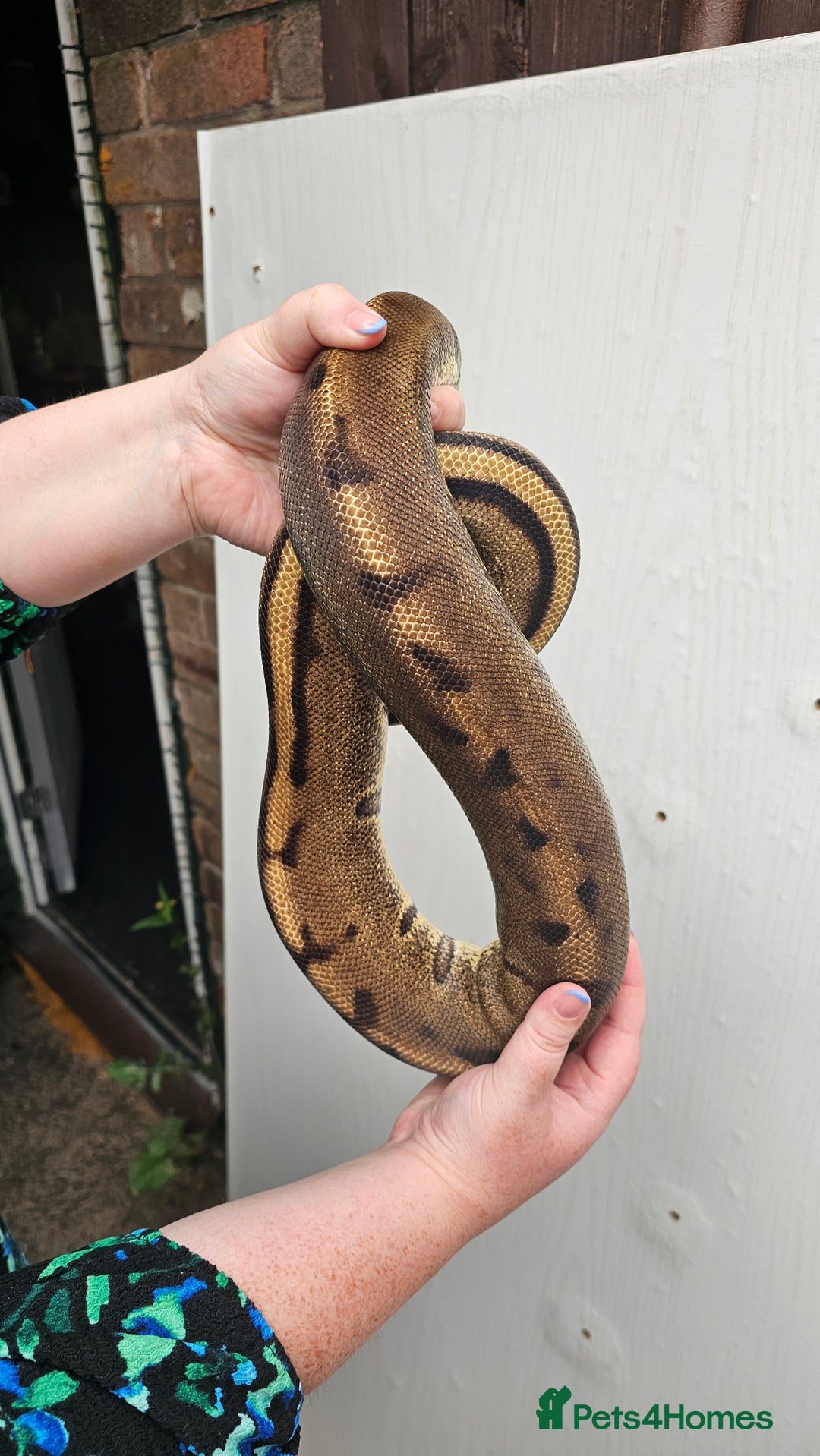 Python Snake reptiles for sale: Aberrant genetic stripe ball python - Image 3