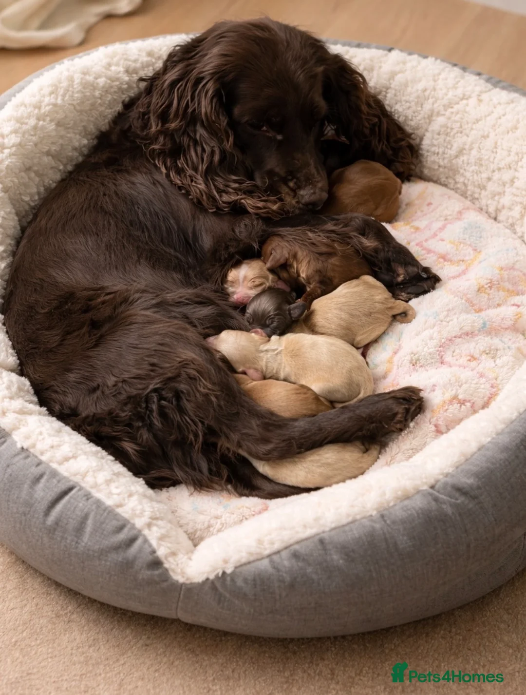 Cocker Spaniel dogs for sale: Cocker Spaniel Puppies.  - Advert 2