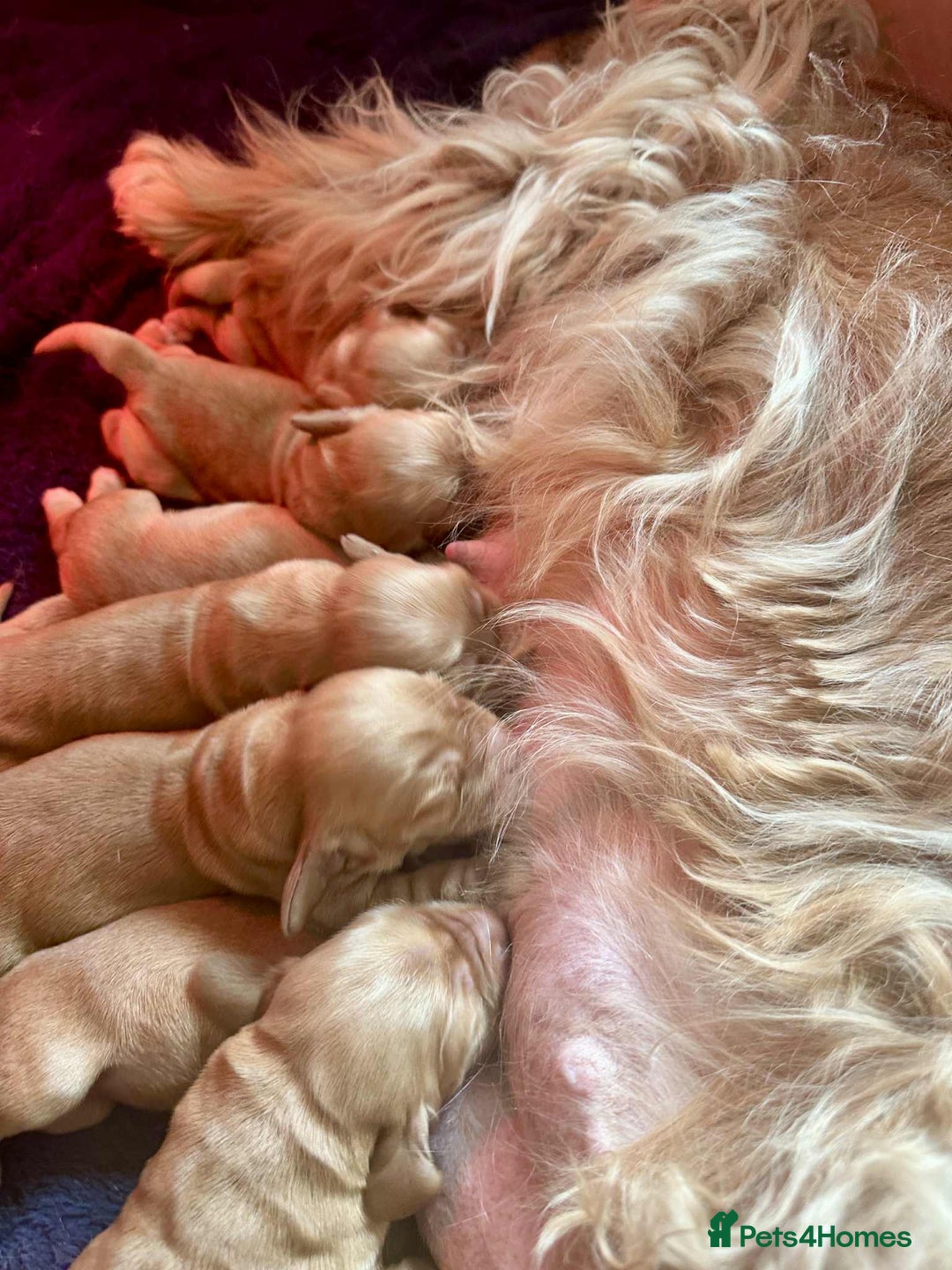 Cocker Spaniel dogs for sale: Top Quality KC Show Cockers FN PRCD-PRA CLEAR - Image 7