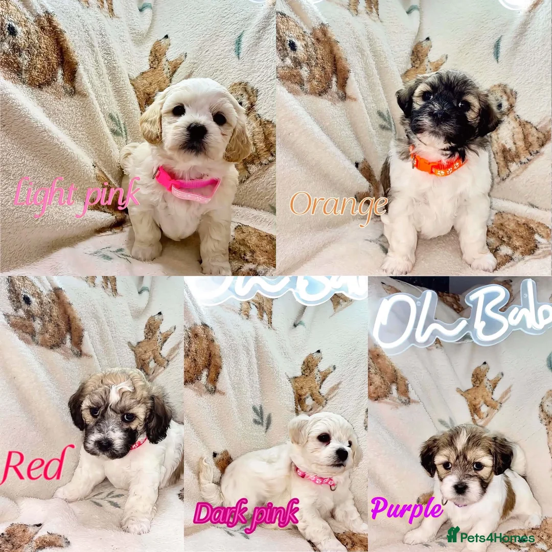 Mixed Breed dogs for sale: La chon  - Advert 1