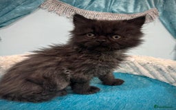 Turkish Angora cats for sale: Angora cross Persian kittens 🐱  - Image 12