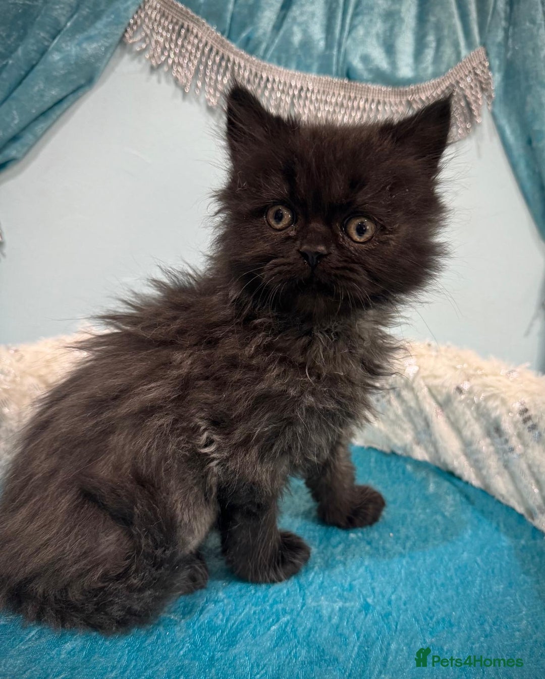 Turkish Angora cats for sale: Angora cross Persian kittens 🐱  - Image 12