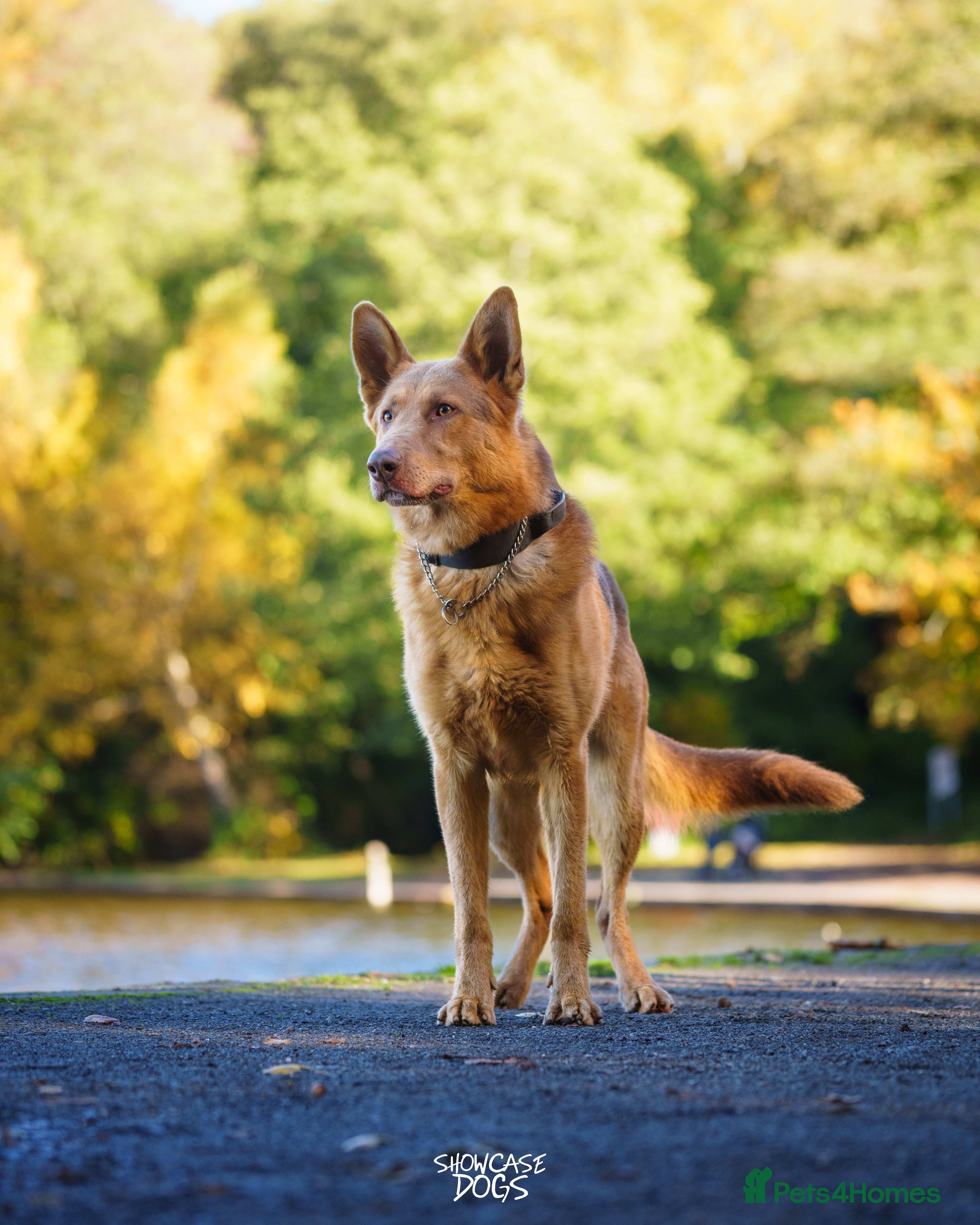 German Shepherd dogs KC German Shepherd Puppies – Family raised - Advert 11